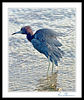 Birds and Wildlife : 