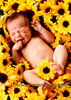 Pricing and Availability : We are not available for portrait sessions at this time. 