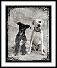 Pet Portraits : 